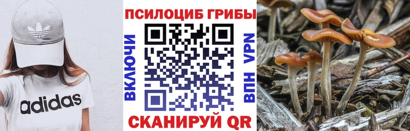 Купить где  Курск  Галлюциногенные грибы MAGIC MUSHROOMS 